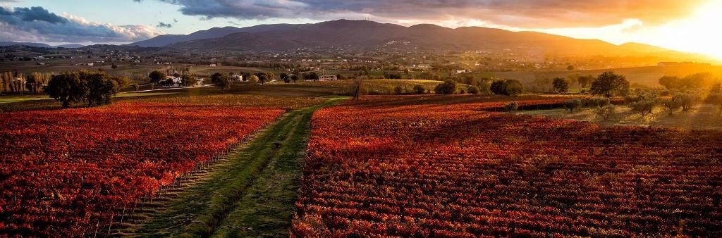 La Locanda Dei Girasoli 몬테 카스텔로 디 비비오 객실 사진